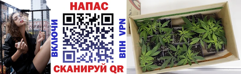 где найти   Камызяк  Бошки марихуана White Widow 